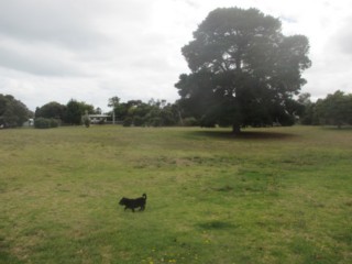 Murrowong Reserve Fenced Dog Park (Rosebud)