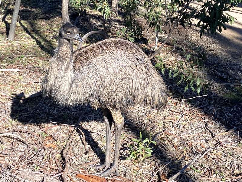 Nangak Tamboree Wildlife Sanctuary (Bundoora)