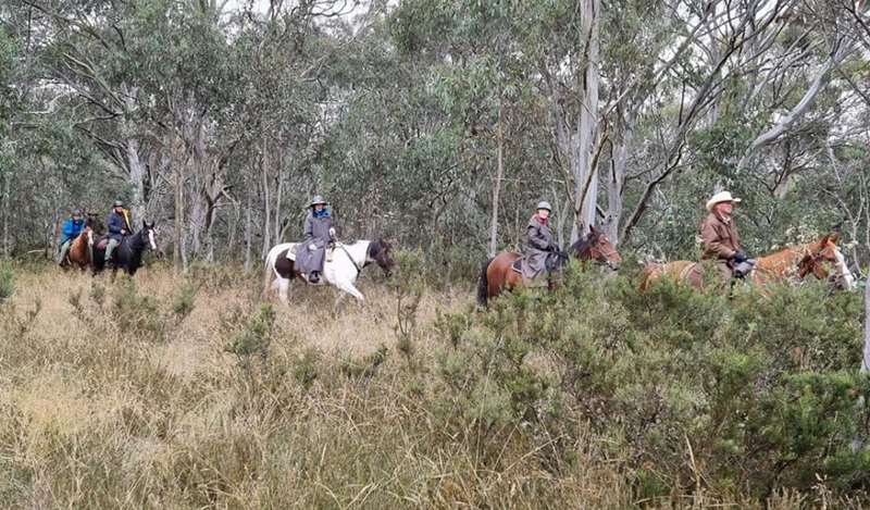 Narbethong - Pack Saddling Australia