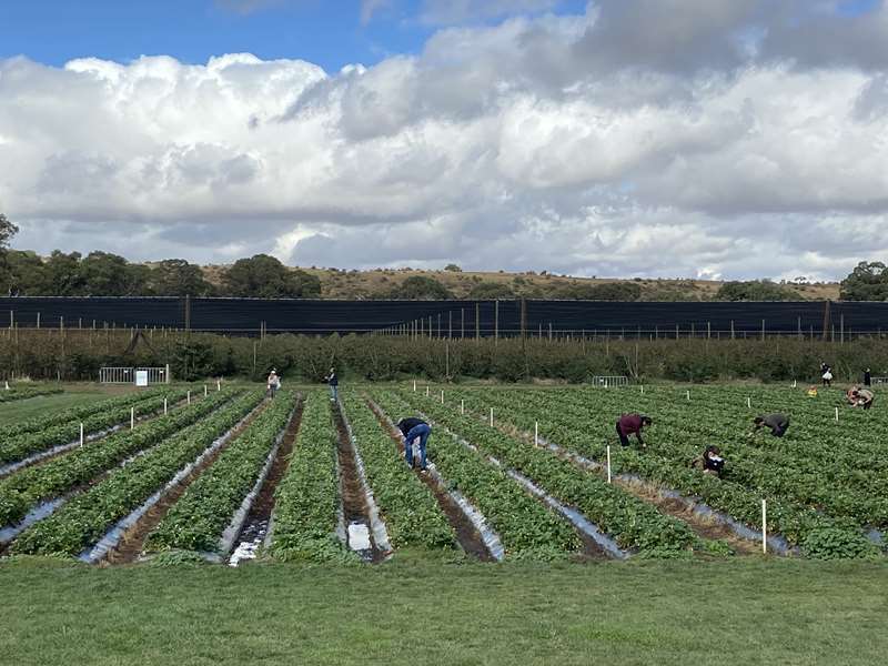 Naturipe Fruits Farm (Bacchus Marsh)