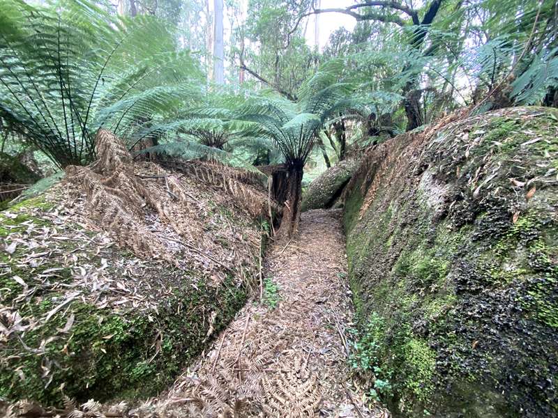 Neerim Junction - Glen Nayook Bushland Reserve