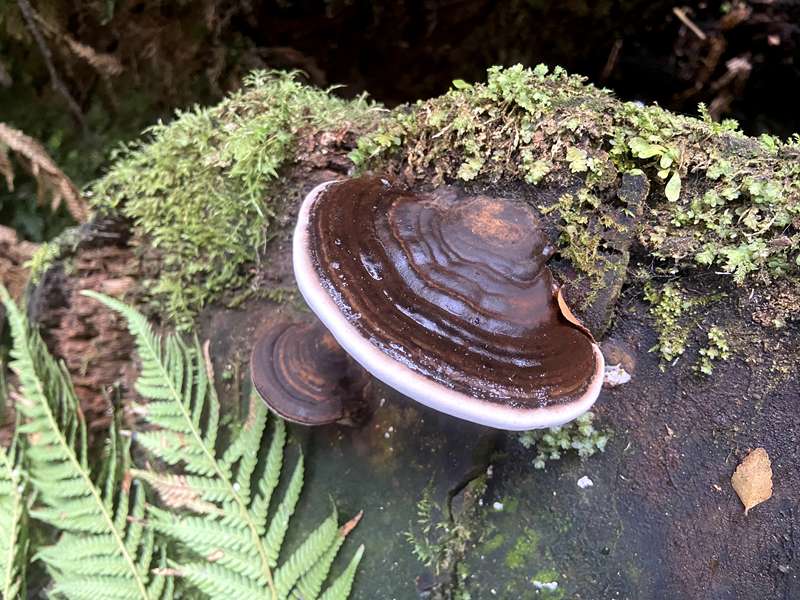 Neerim Junction - Glen Nayook Bushland Reserve