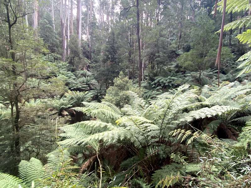 Neerim Junction - Glen Nayook Bushland Reserve
