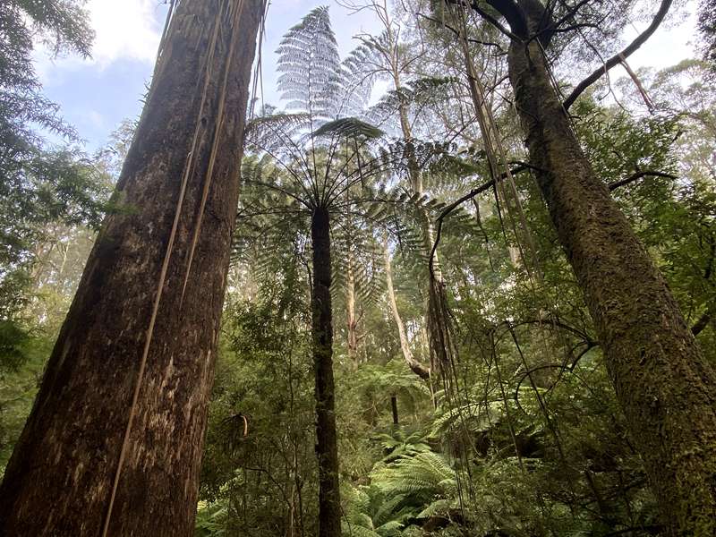 Neerim Junction - Glen Nayook Bushland Reserve