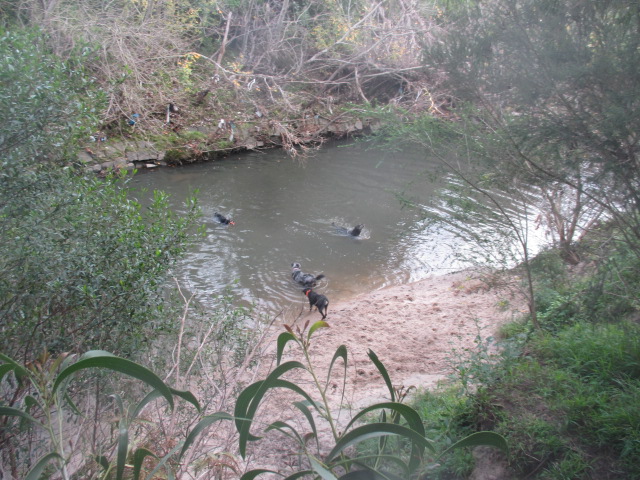 Nettleton Park Dog Off Leash Area (Glen Iris)