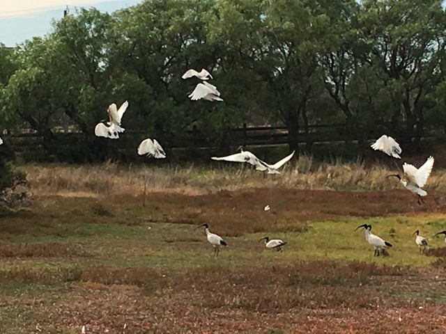 Newells Paddock Wetlands Reserve (Footscray)