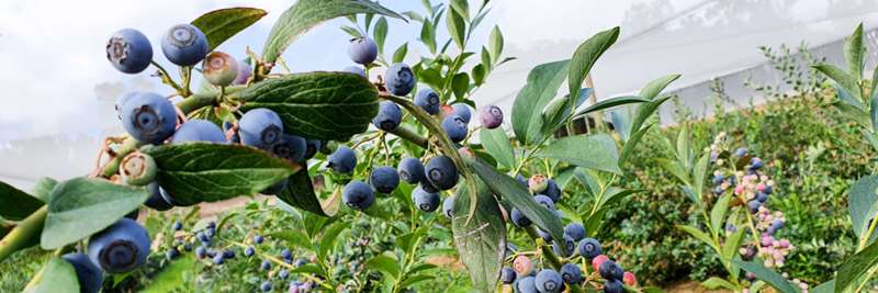 Oasis Berry Farms (Steels Creek)