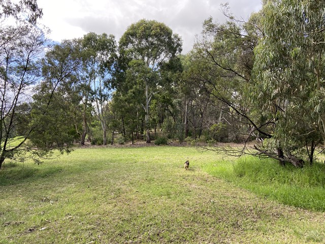 Olympic Park Dog Off Leash Area (Heidelberg West)