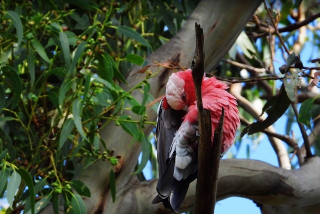 Oswin Roberts Reserve (Phillip Island)