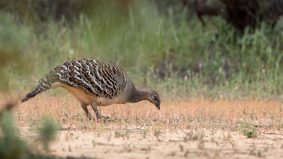 Patchewollock - Explore the Mallee Tours