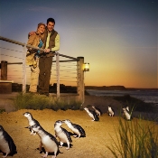 Penguin Parade (Phillip Island)