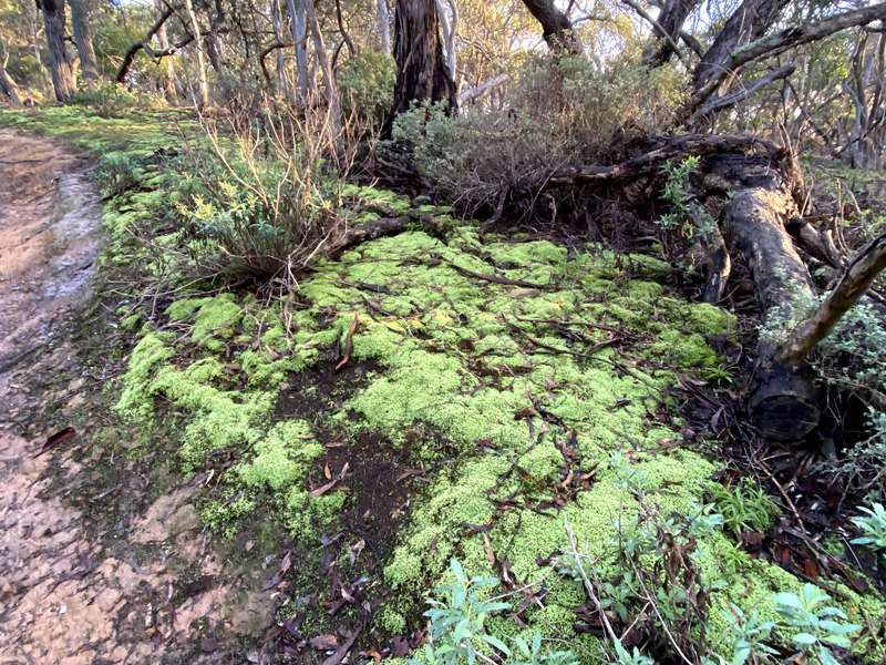 Pentland Hills - Werribee Gorge Circuit Walk