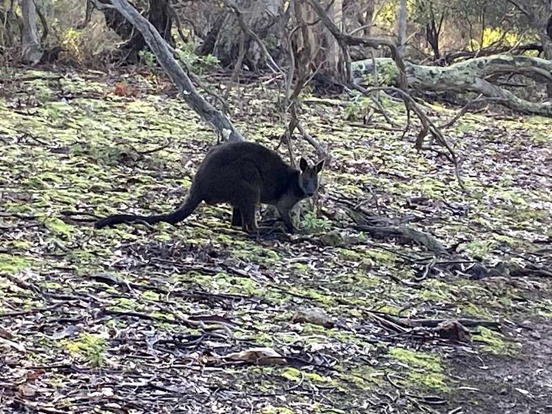 Pentland Hills - Werribee Gorge Circuit Walk