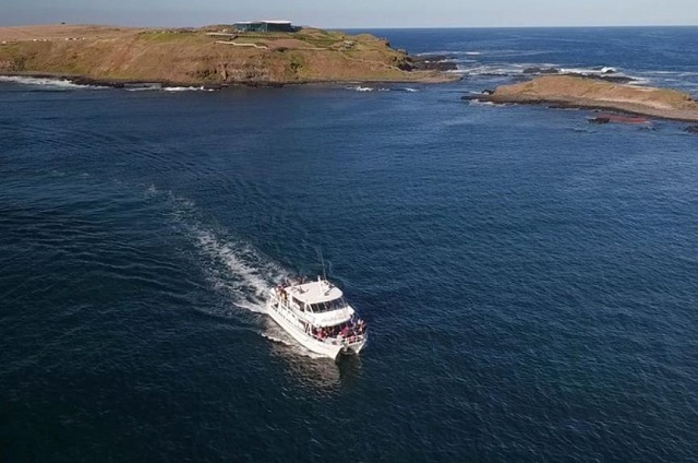 Mornington Peninsula Dolphin and Seal Cruise (Sorrento)