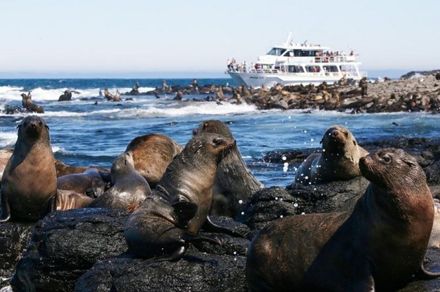 Phillip Island Seal-Watching Cruise (Cowes)