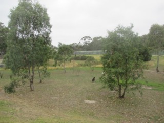 Pine Avenue Reserve Fenced Dog Park (Mornington)