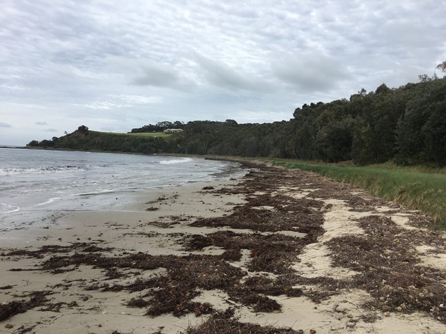 Pines Beach (Shoreham)