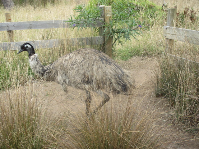 Portland - Fauna Park