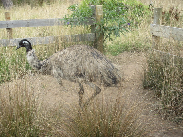 Portland Fauna Park