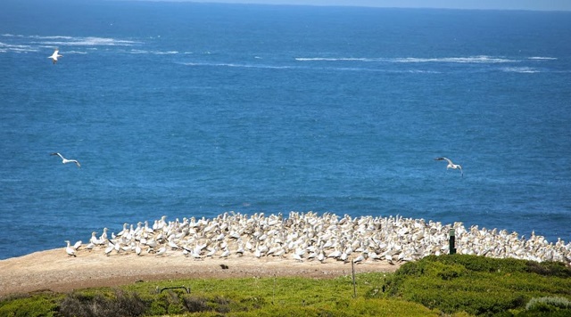 Point Danger Gannet Colony