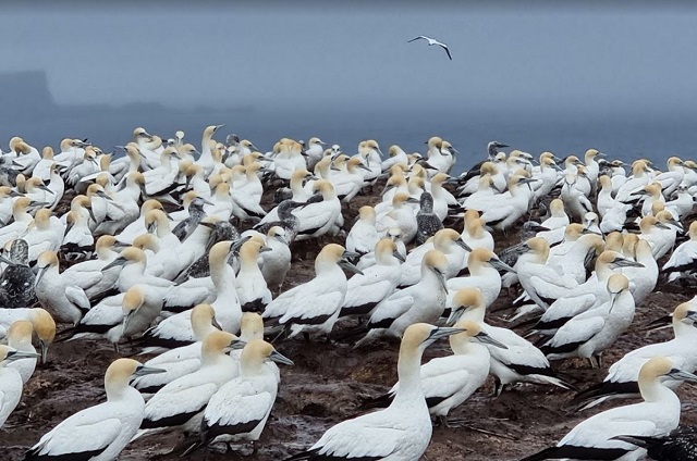 Portland - Point Danger Gannet Colony