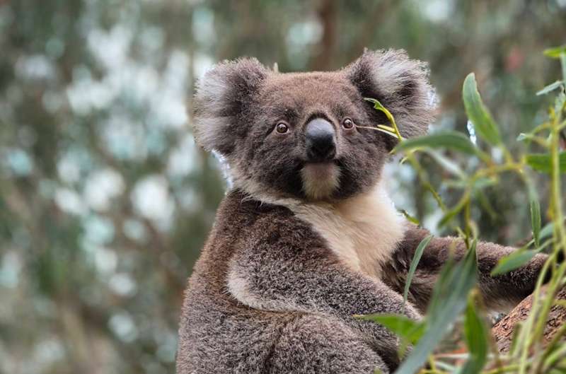 Princetown - Great Ocean Road Wildlife Park