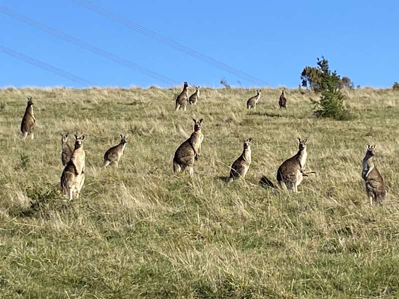 Quarry Hills Bushland Park (South Morang)