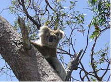 Raymond Island - Ferry & Koalas