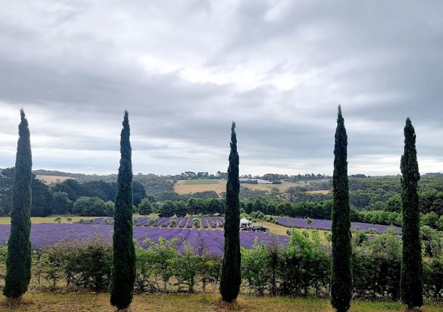 Red Hill Lavender Farm & Distillery (Main Ridge)