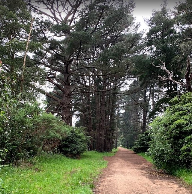 Red Hill Rail Trail (Merricks - Red Hill South)