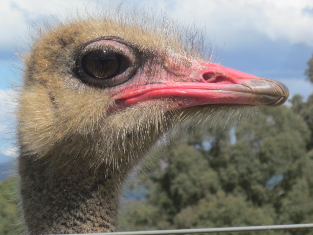 Red Stag Deer & Emu Farm