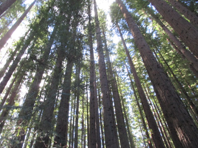 Redwood Forest (Warburton East)