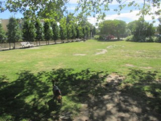 Reg Marlow Reserve Fenced Dog Park (Mentone)