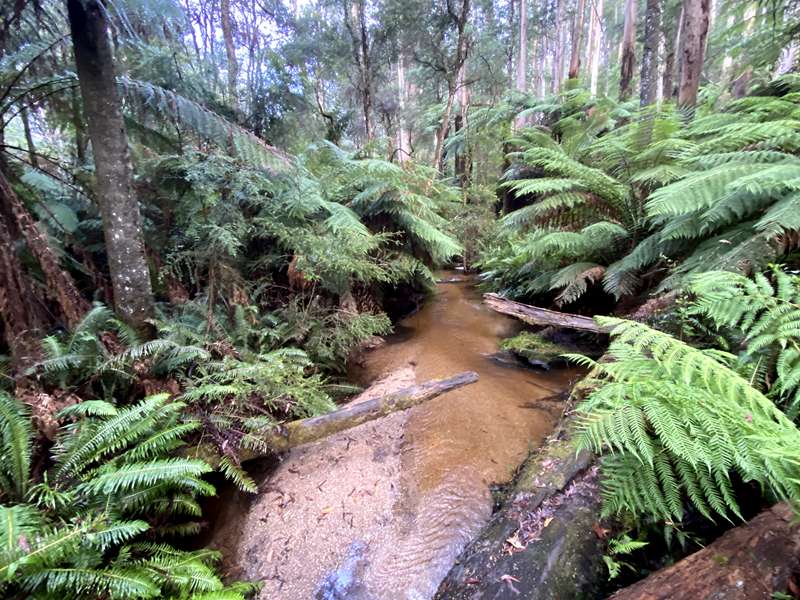 Reids Tramline Walk (Powelltown)