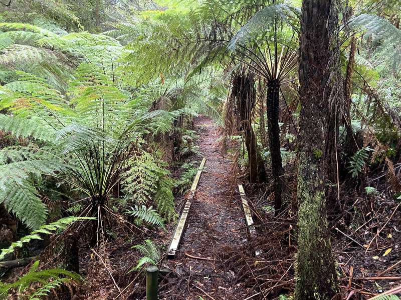 Reids Tramline Walk (Powelltown)