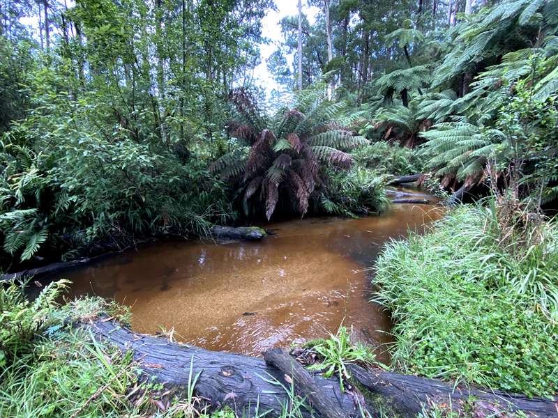Reids Tramline Walk (Powelltown)