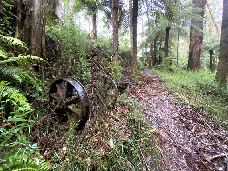 Reids Tramline Walk (Powelltown)