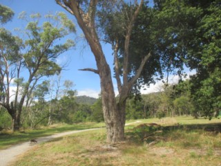 Richards Reserve Dog Off Leash Area (Montrose)