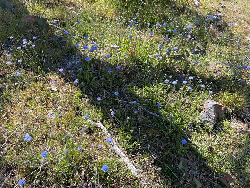 Riddells Creek - Conglomerate Gully Reserve Walk