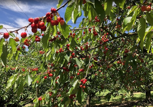 Ripe N Ready Cherry Farm (Red Hill)