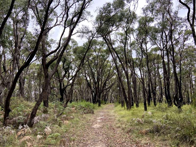 RJ Chambers Flora and Fauna Reserve (Pakenham Upper)