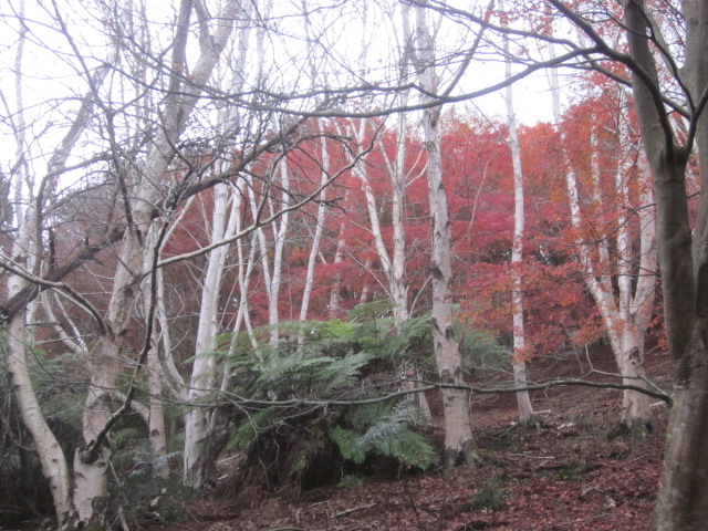 RJ Hamer Arboretum