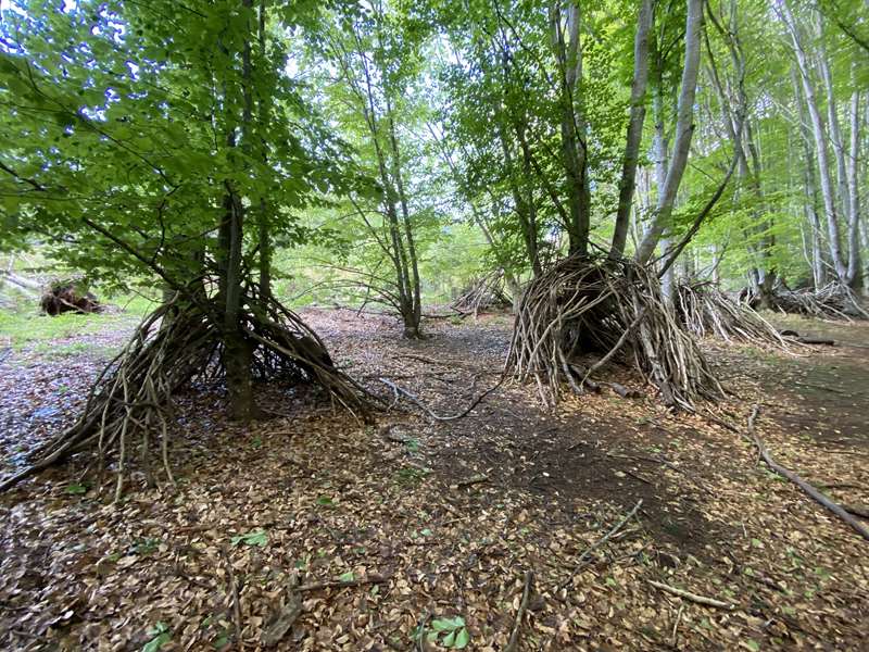 RJ Hamer Arboretum Dragons Nests (Olinda)