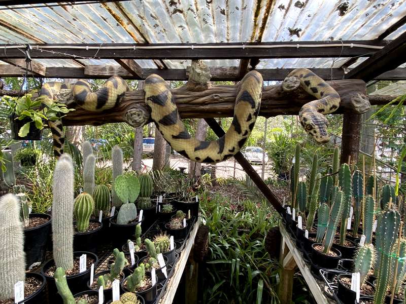 Roraima Nursery (Lara)