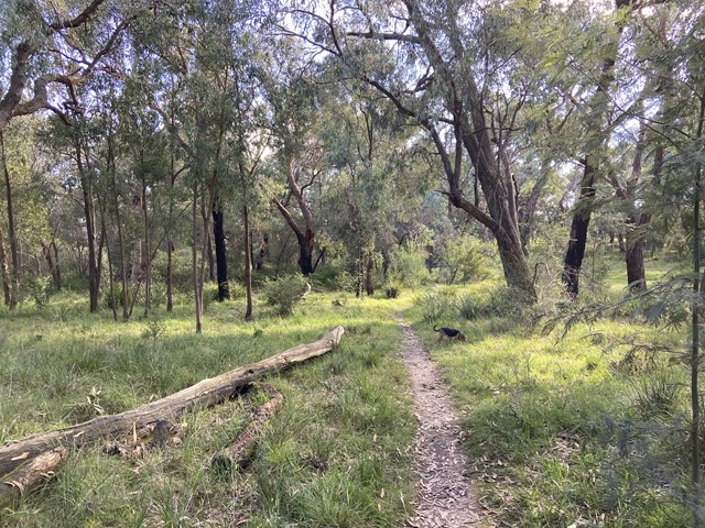 Roselyn Crescent Reserve Dog Off Leash Area (Boronia)