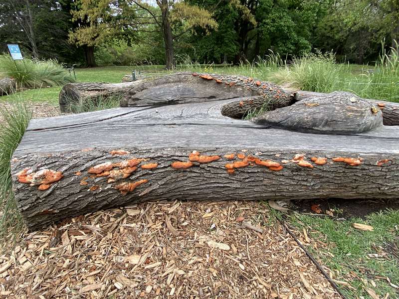 Royal Botanic Gardens Melbourne (Central Melbourne)