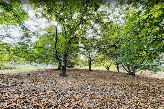 Ruefleur Chestnuts (Olinda)