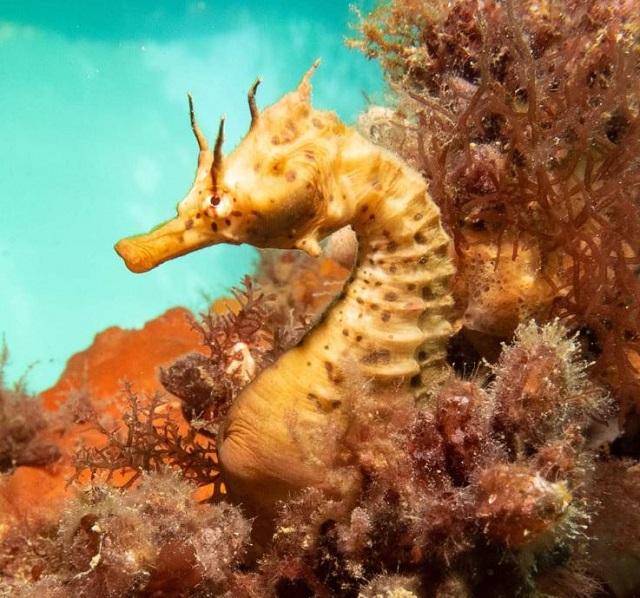 Rye Pier Snorkelling Trail (Octopus Garden)