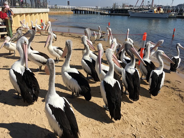 San Remo Pelican Feeding