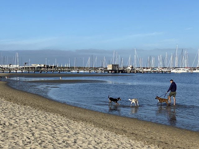 Best Off-Leash Dog Beaches in Melbourne